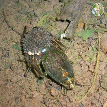 Giant water bugs, Rio Aros and Yaqui Biological Inventory, 2005