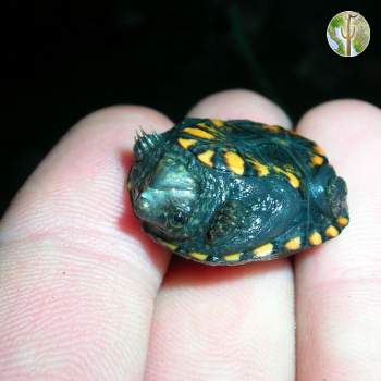 Baby mud turtle, Rio Aros and Yaqui Biological Inventory, 2005