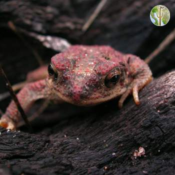 Red-spotted Toad, Rio Aros and Yaqui Biological Inventory, 2005