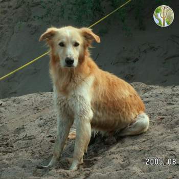 Lane's newly acquired dog, Rio Aros and Yaqui Biological Inventory, 2005