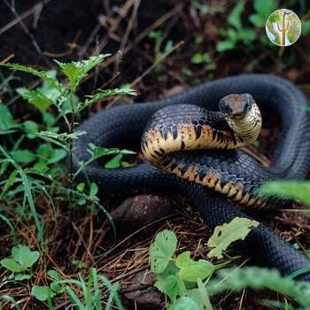 Indigo snake, Rio Aros and Yaqui Biological Inventory, 2005