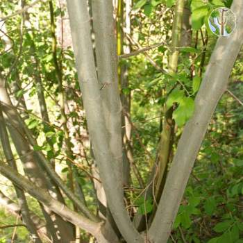 Salix scouleriana, Scouler willow trunk