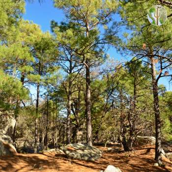 Sierra Aconchi pines