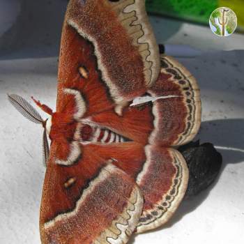 Beautiful Moth