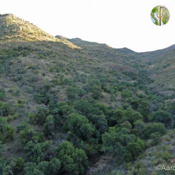 North facing canyon with oak woodland, Sierra El Humo
