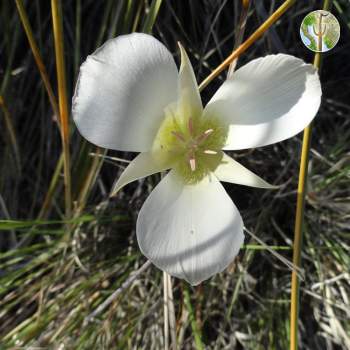 Interesting flower, Sierra El Humo