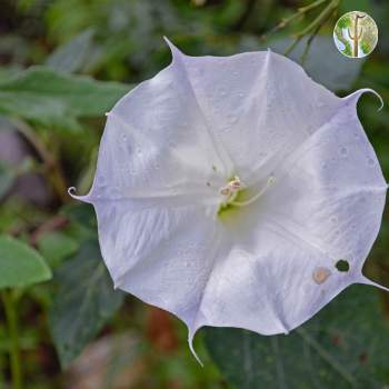 Datura flower