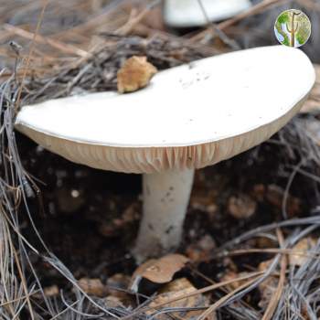 Mushroom with rock on top