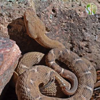 Ridge-nosed Rattlesnake