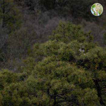 Sierra La Madera, short-tailed hawk