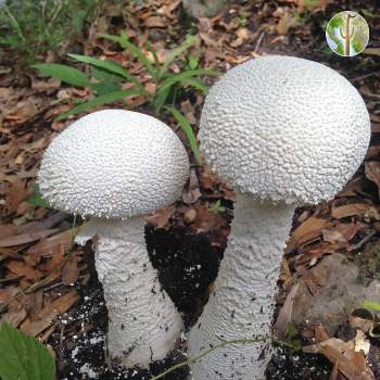 Large mushrooms