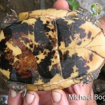 Terrapene nelsoni, spotted box turtle (©Michael Bogan)