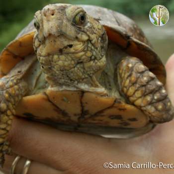 Terrapene nelsoni, spotted box turtle (©Samia Carrillo)