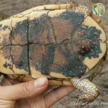 Terrapene nelsoni, spotted box turtle underside (©Samia Carrillo)