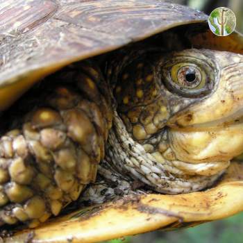 Terrapene nelsoni, spotted box turtle (©Sky Jacobs)