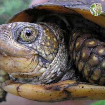 Terrapene nelsoni, spotted box turtle (©Sky Jacobs)
