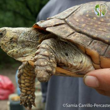 Terrapene nelsoni, spotted box turtle (©Samia Carrillo)