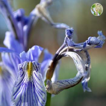 Rocky mountain iris in bloom