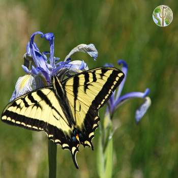 Rocky mountain iris with swallowtail butterfly