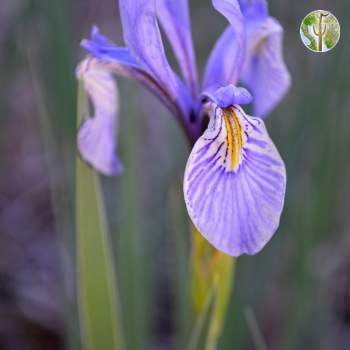 Rocky mountain iris in bloom