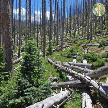 Spruce forest killed by bark beetles