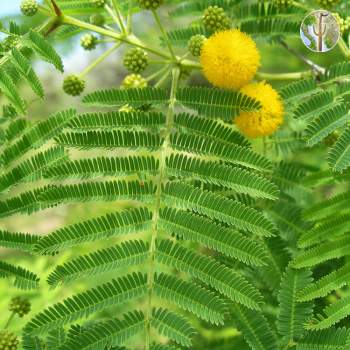 Acacia cochliacantha leaves and flower