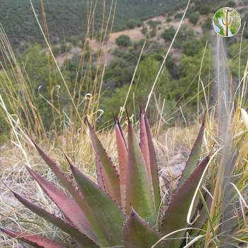 Agave palmeri and view