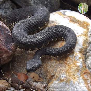 Crotalus cerberus, Arizona black rattlesnake