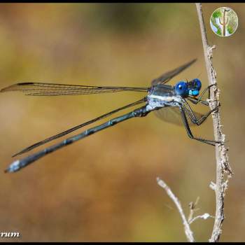 Bright blue damselfly in the Catalina Mountains