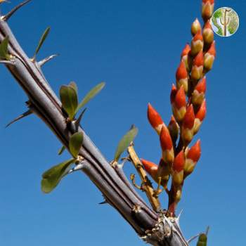 Photo: Ocotillo flowers about to bloom