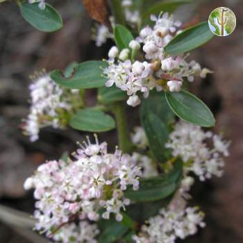 Ceanothus fendleri in flower