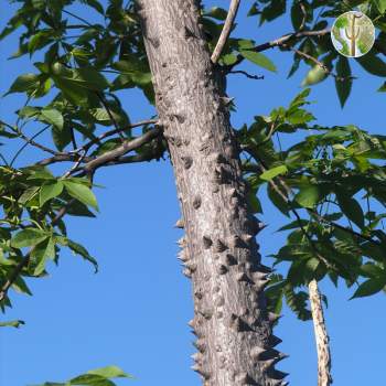 Ceiba acuminata trunk
