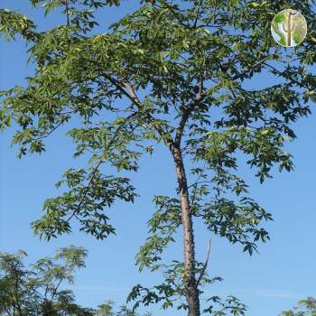Ceiba acuminata