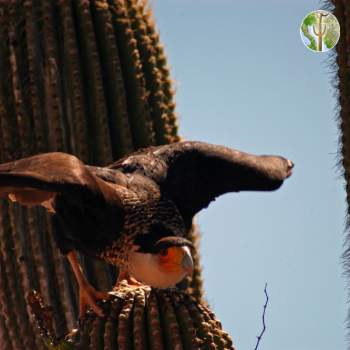 Crested caracara on saguaro