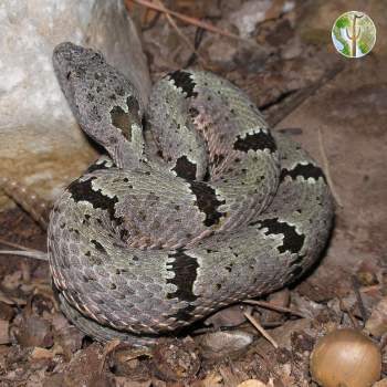 Crotalus lepidus - rock rattlesnake