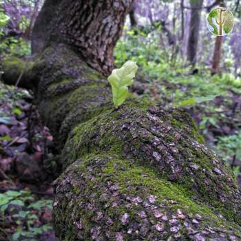 Curled oak trunk