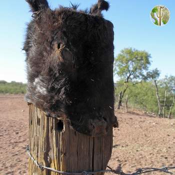 Donkey head stretched over fence post