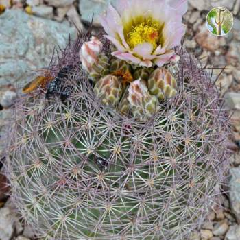 Echinomastus erectocentrus var. erectocentrus Needle-Spined Pineapple Cactus