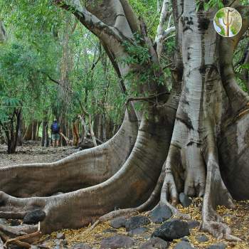 Ficus insipida with huge buttress roots