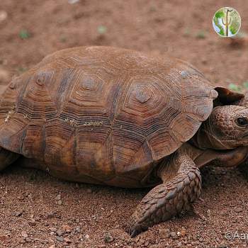 Gopherus agassizii, desert tortoise