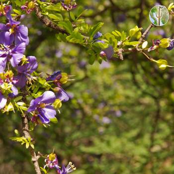 Guaiacum coulteri in flower