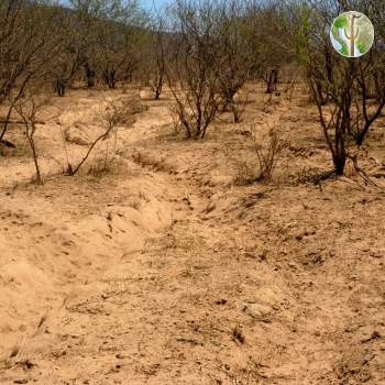 Photo: Heavily overgrazed bottomland in the Sonoran Desert