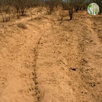 Heavily overgrazed desert soil dust pit