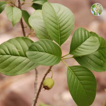 Hintonia latiflora leaves and fruit