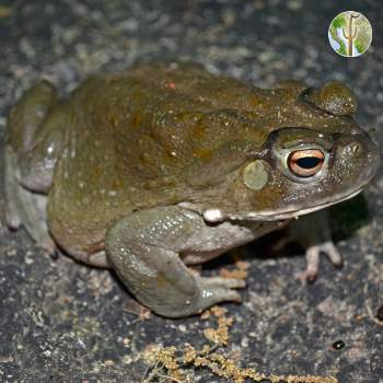 Incilius alvarius - Sonoran Desert toad