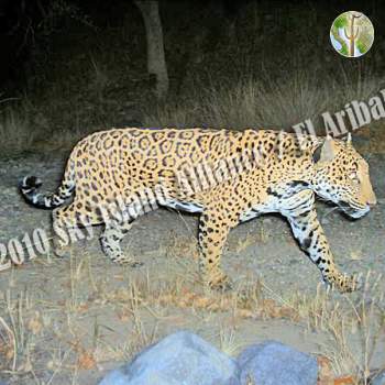 Jaguar at El Aribabi, Sonora