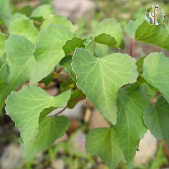 Jatropha cardiophylla leaves