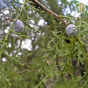 Juniperus deppeana, leaves and fruit