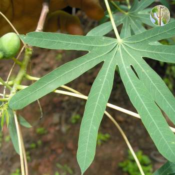 Manihot rubricaulis leaves and fruit