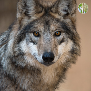 wild grey wolf